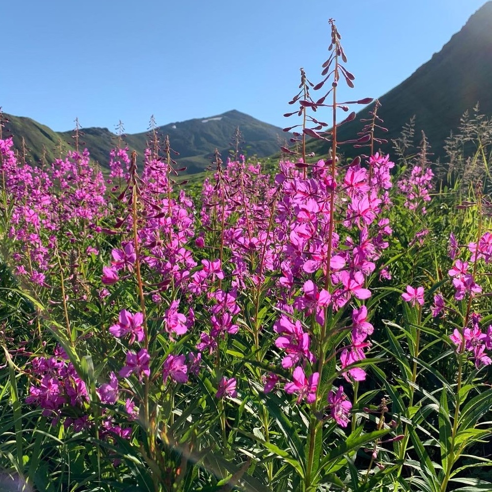 Meet your Posher, Alex